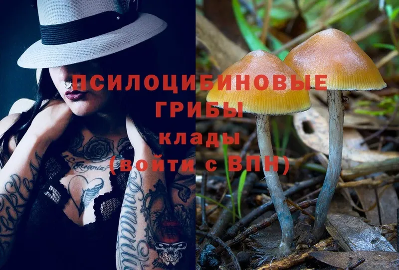 Псилоцибиновые грибы Cubensis  Красный Холм 